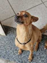 BELLA, Hund, Pinscher-Mix in Italien - Bild 3