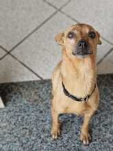 BELLA, Hund, Pinscher-Mix in Italien - Bild 4