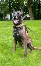 NICOLE, Hund, Malinois in Potsdam - Bild 1