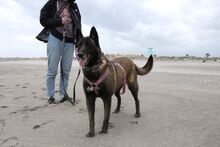 NICOLE, Hund, Malinois in Potsdam - Bild 10