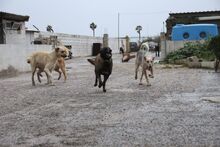 NICOLE, Hund, Malinois in Potsdam - Bild 11