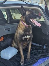 NICOLE, Hund, Malinois in Potsdam - Bild 13