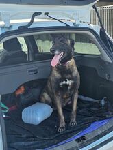 NICOLE, Hund, Malinois in Potsdam - Bild 14