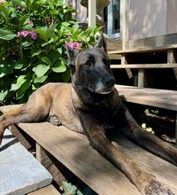 NICOLE, Hund, Malinois in Potsdam - Bild 2