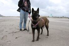 NICOLE, Hund, Malinois in Potsdam - Bild 4