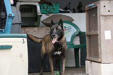 NICOLE, Hund, Malinois in Potsdam - Bild 7