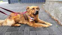 JOSEY, Hund, Golden Retriever-Mix in Dortmund - Bild 1