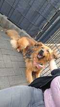 JOSEY, Hund, Golden Retriever-Mix in Dortmund - Bild 2