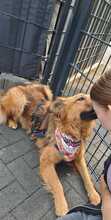 JOSEY, Hund, Golden Retriever-Mix in Dortmund - Bild 3