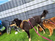 JOSEY, Hund, Golden Retriever-Mix in Dortmund - Bild 5