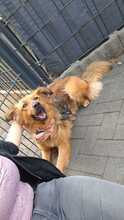 JOSEY, Hund, Golden Retriever-Mix in Dortmund - Bild 6