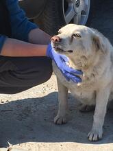 MILAGRO, Hund, Mischlingshund in Rumänien - Bild 7