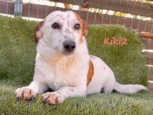 KIKI2, Hund, Mischlingshund in Griechenland - Bild 2