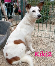 KIKI2, Hund, Mischlingshund in Griechenland - Bild 4