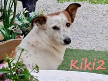 KIKI2, Hund, Mischlingshund in Griechenland - Bild 6