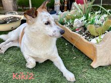 KIKI2, Hund, Mischlingshund in Griechenland - Bild 7