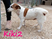 KIKI2, Hund, Mischlingshund in Griechenland - Bild 8