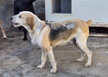 CARMENSITA, Hund, Mischlingshund in Italien - Bild 11