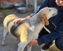 CARMENSITA, Hund, Mischlingshund in Italien - Bild 19