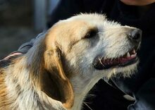 CARMENSITA, Hund, Mischlingshund in Italien - Bild 28