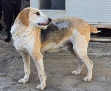 CARMENSITA, Hund, Mischlingshund in Italien - Bild 29