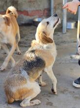 CARMENSITA, Hund, Mischlingshund in Italien - Bild 31
