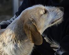 CARMENSITA, Hund, Mischlingshund in Italien - Bild 32