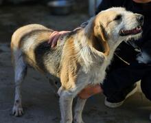 CARMENSITA, Hund, Mischlingshund in Italien - Bild 5