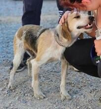 CARMENSITA, Hund, Mischlingshund in Italien - Bild 9