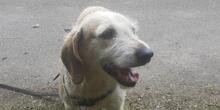 CARMENSITA, Hund, Mischlingshund in Nanzdietschweiler