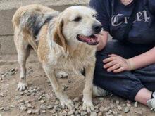 CARMENSITA, Hund, Mischlingshund in Nanzdietschweiler - Bild 10