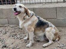CARMENSITA, Hund, Mischlingshund in Nanzdietschweiler - Bild 11