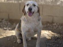 CARMENSITA, Hund, Mischlingshund in Nanzdietschweiler - Bild 12