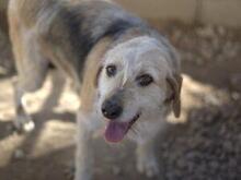 CARMENSITA, Hund, Mischlingshund in Nanzdietschweiler - Bild 13