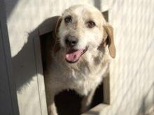 CARMENSITA, Hund, Mischlingshund in Nanzdietschweiler - Bild 14