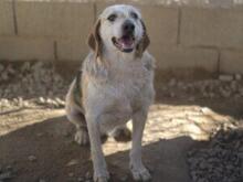 CARMENSITA, Hund, Mischlingshund in Nanzdietschweiler - Bild 15