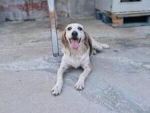 CARMENSITA, Hund, Mischlingshund in Nanzdietschweiler - Bild 16
