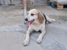 CARMENSITA, Hund, Mischlingshund in Nanzdietschweiler - Bild 17
