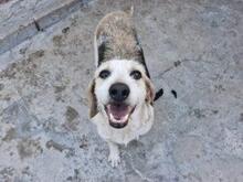 CARMENSITA, Hund, Mischlingshund in Nanzdietschweiler - Bild 18
