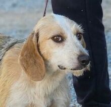 CARMENSITA, Hund, Mischlingshund in Nanzdietschweiler - Bild 19