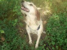 CARMENSITA, Hund, Mischlingshund in Nanzdietschweiler - Bild 2