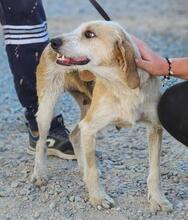 CARMENSITA, Hund, Mischlingshund in Nanzdietschweiler - Bild 21