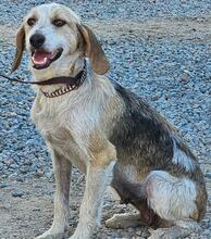 CARMENSITA, Hund, Mischlingshund in Nanzdietschweiler - Bild 22