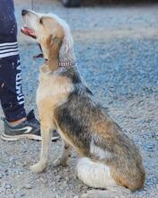 CARMENSITA, Hund, Mischlingshund in Nanzdietschweiler - Bild 23