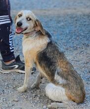 CARMENSITA, Hund, Mischlingshund in Nanzdietschweiler - Bild 24