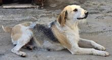 CARMENSITA, Hund, Mischlingshund in Nanzdietschweiler - Bild 26