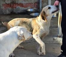 CARMENSITA, Hund, Mischlingshund in Nanzdietschweiler - Bild 27
