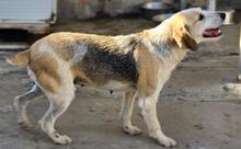 CARMENSITA, Hund, Mischlingshund in Nanzdietschweiler - Bild 28