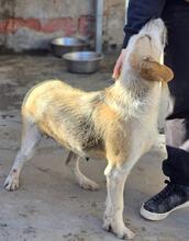 CARMENSITA, Hund, Mischlingshund in Nanzdietschweiler - Bild 29