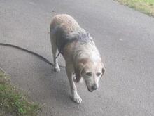 CARMENSITA, Hund, Mischlingshund in Nanzdietschweiler - Bild 3